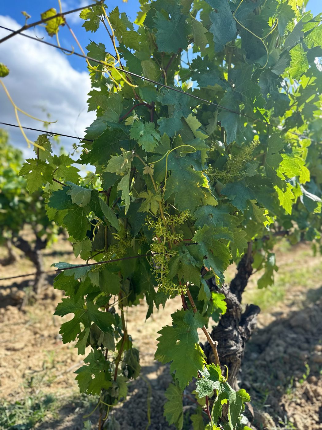 Bodega Javier San Pedro Ortega — foto 11 de 20